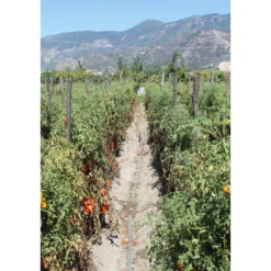 San-Marzano-Tomaten