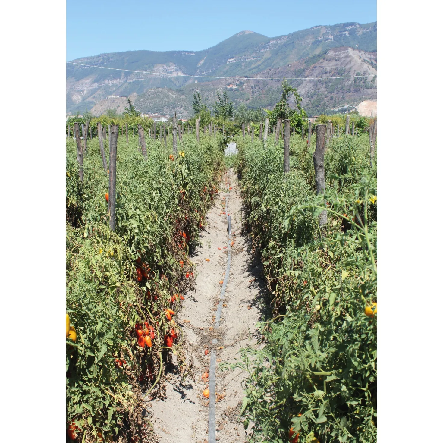 San-Marzano-Tomaten