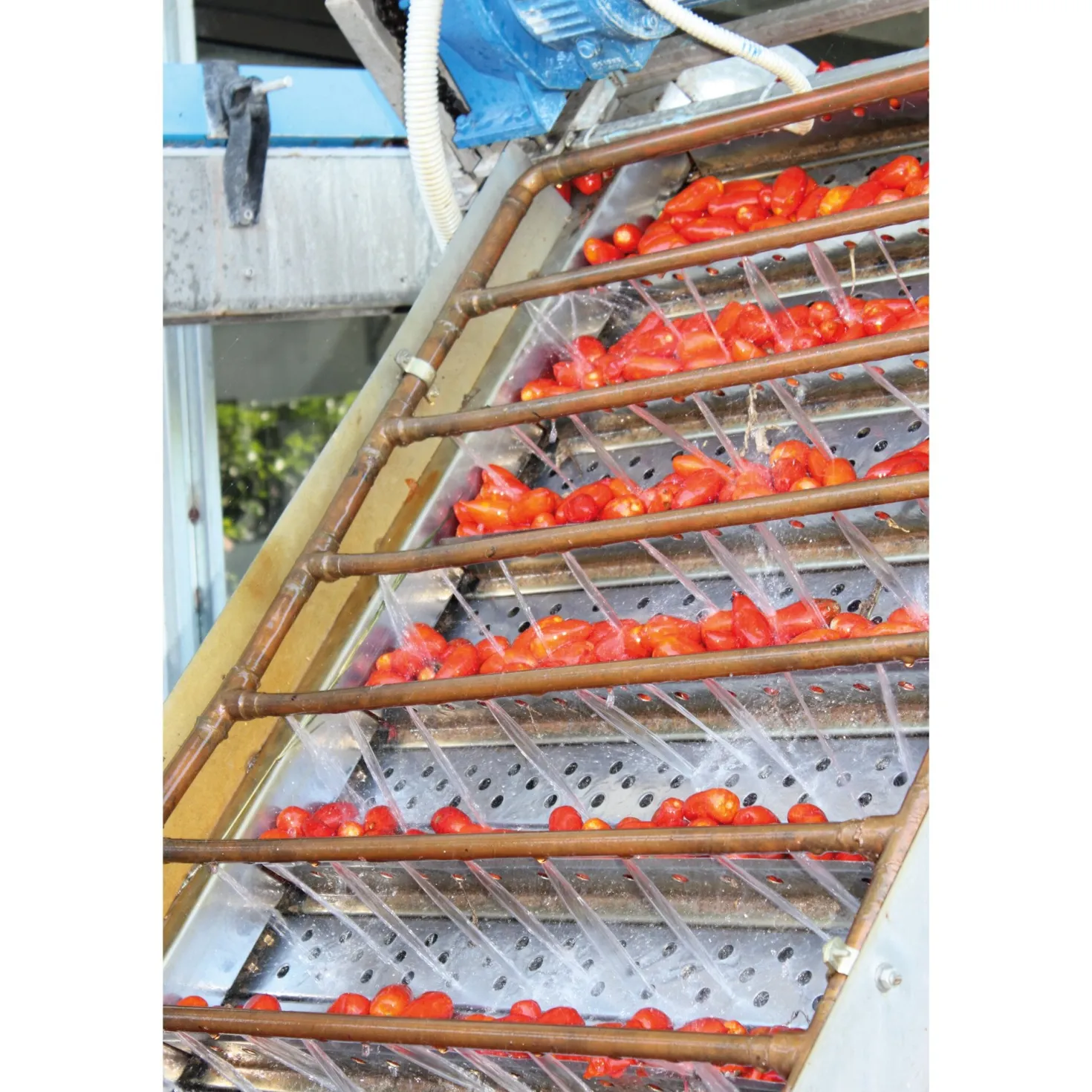 San-Marzano-Tomaten
