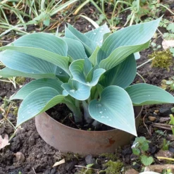 Schneckenring Kupfer