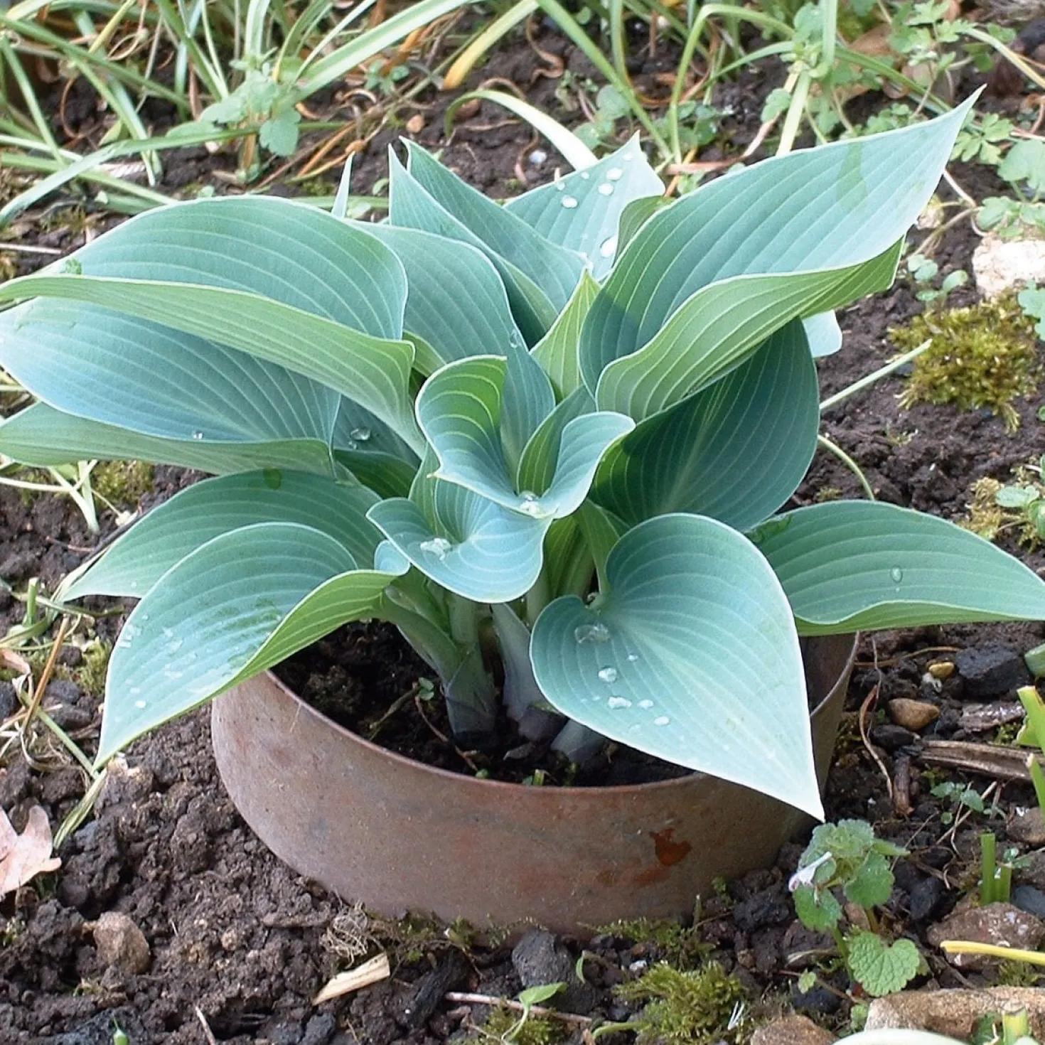 Schneckenring Kupfer