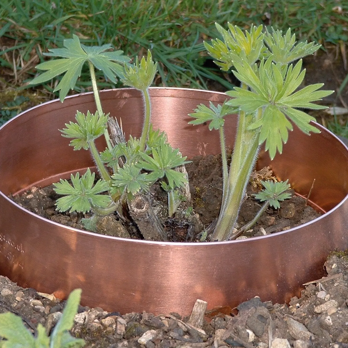 Schneckenring Kupfer