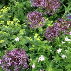 Sternkugellauch