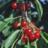 Strauchkirsche 'Rotes Wunder'