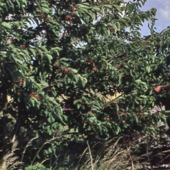Strauchkirsche 'Rotes Wunder'