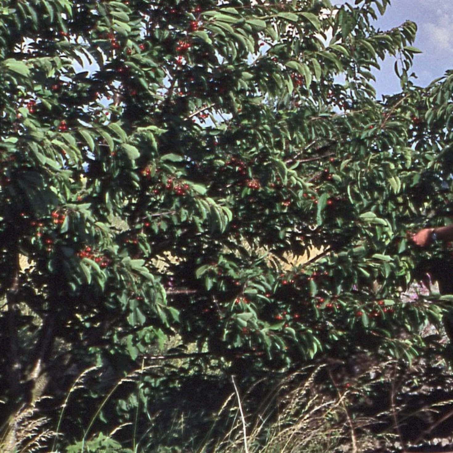 Strauchkirsche 'Rotes Wunder'