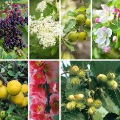 Strauchpaket Wildfruchthecke 2
