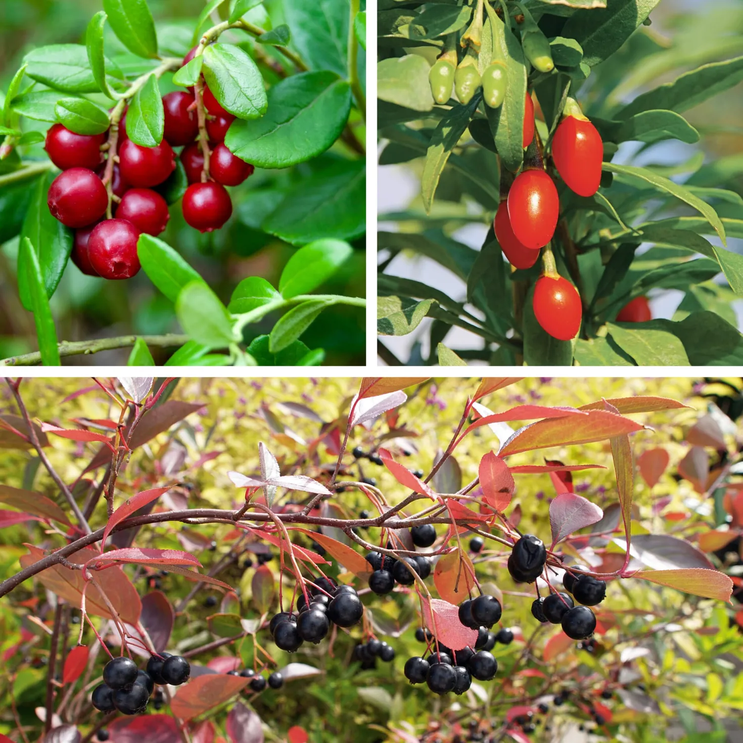 Superfood-Beerenpaket (3 Arten)