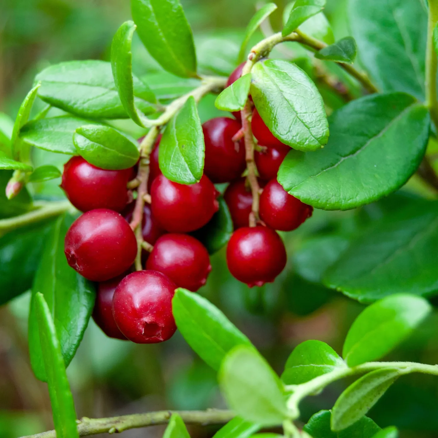 Superfood-Beerenpaket (3 Arten)