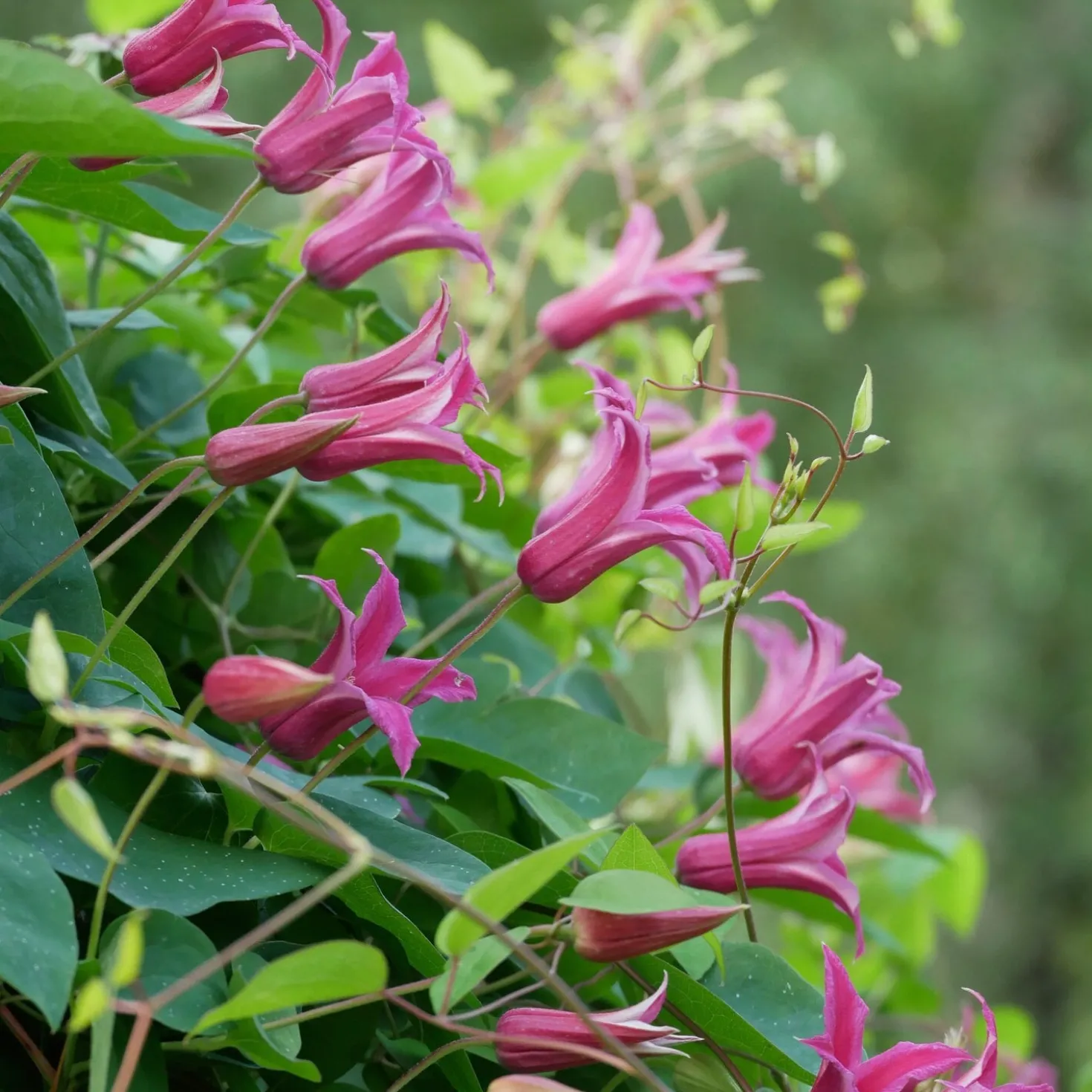 Texaswaldrebe 'Princess of Wales'