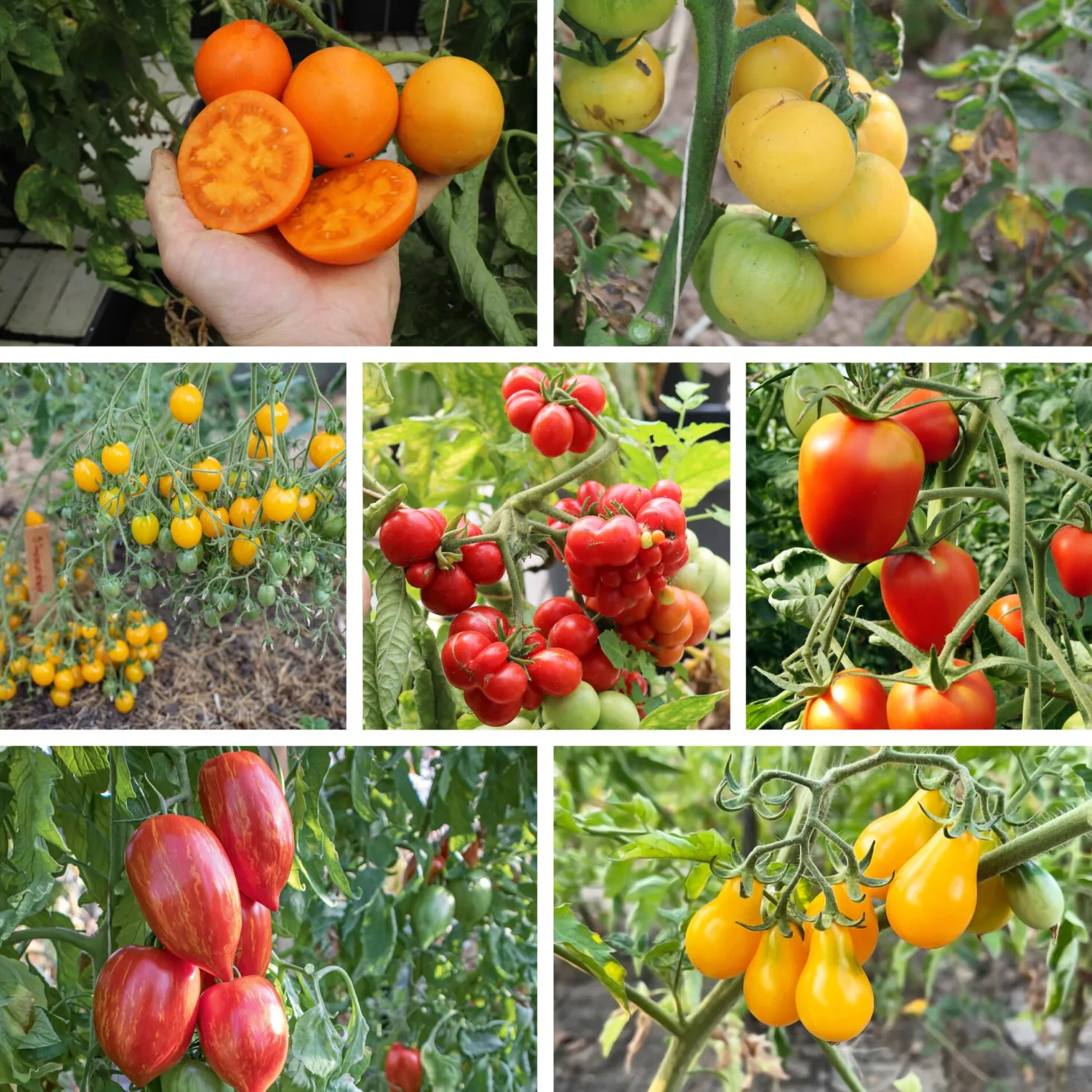 Tomatensaatgut Bewährte Land- und Haussorten