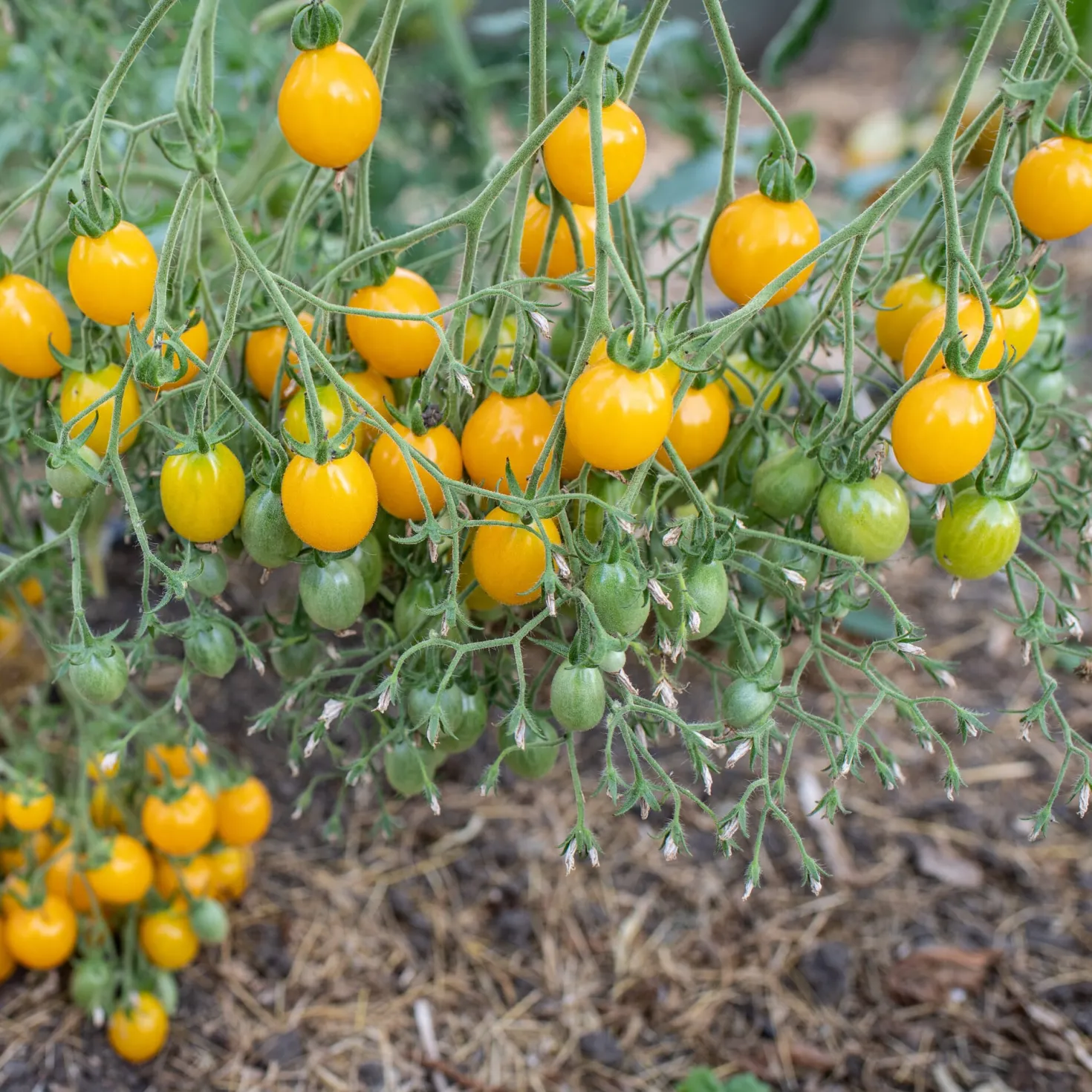 Tomatensaatgut Bewährte Land- und Haussorten