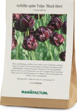 Tulpe 'Black Hero'