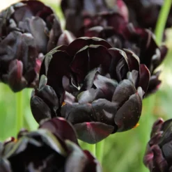 Tulpe 'Black Hero'