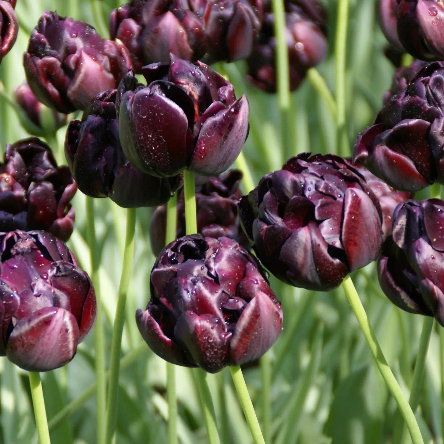 Tulpe 'Black Hero'