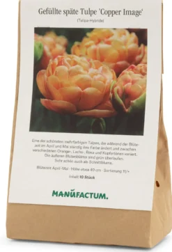 Tulpe 'Copper Image'