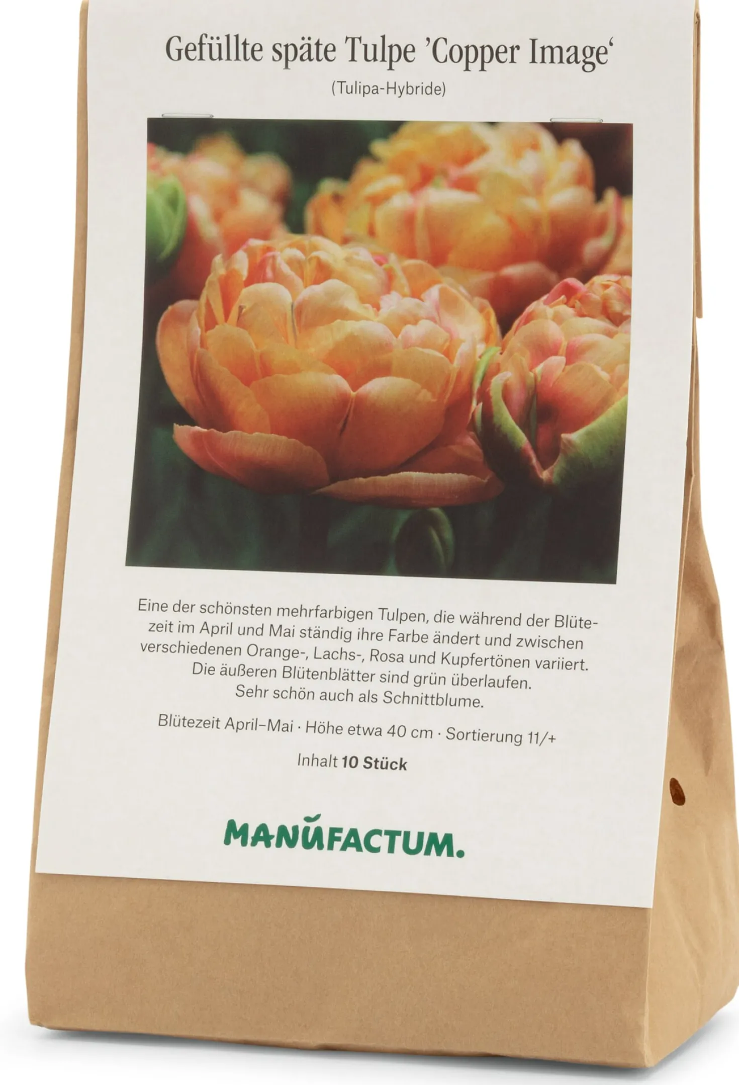 Tulpe 'Copper Image'