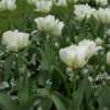 Tulpe 'Exotic Emperor'