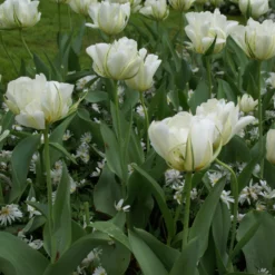 Tulpe 'Exotic Emperor'