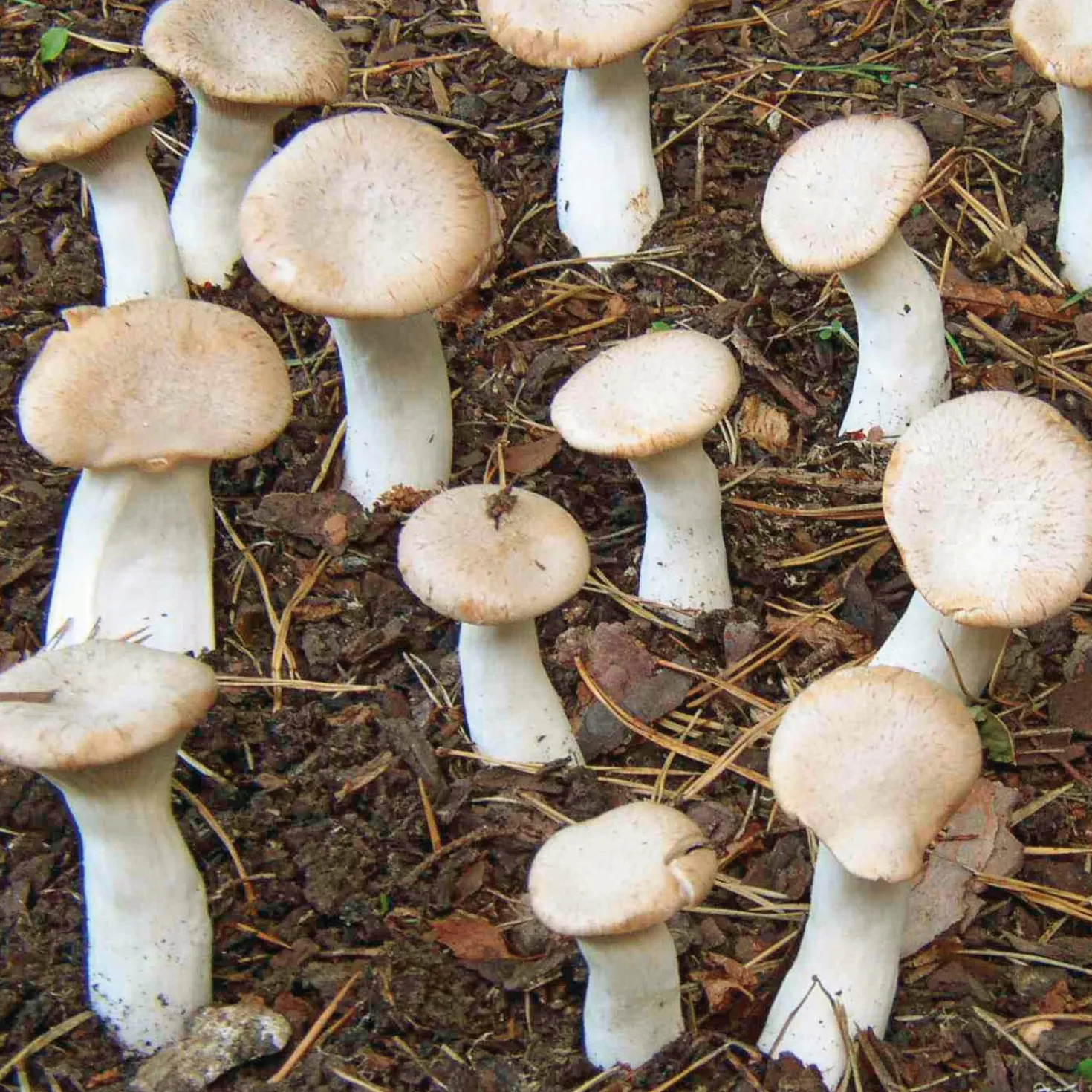 Waldpilzbrut 'Kräuterseitling'