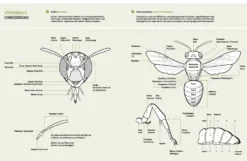 Wildbienenhelfer