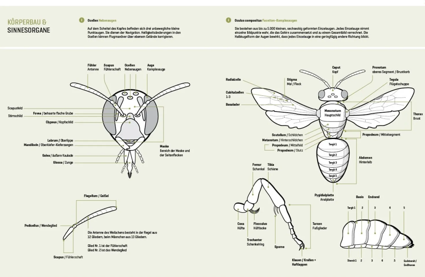 Wildbienenhelfer