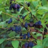 Wildobstgehölz Sibirische Blaubeere
