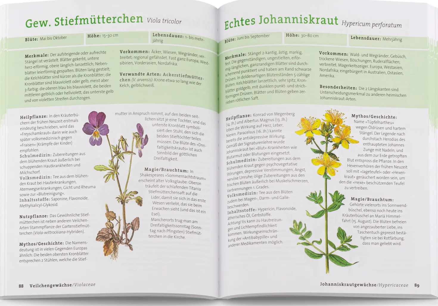 Wildpflanzen neu entdecken