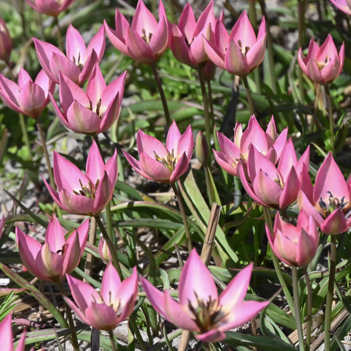 Wildtulpe ’Garden of Clusius‘
