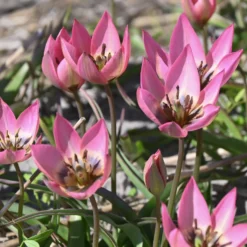 Wildtulpe ’Garden of Clusius‘