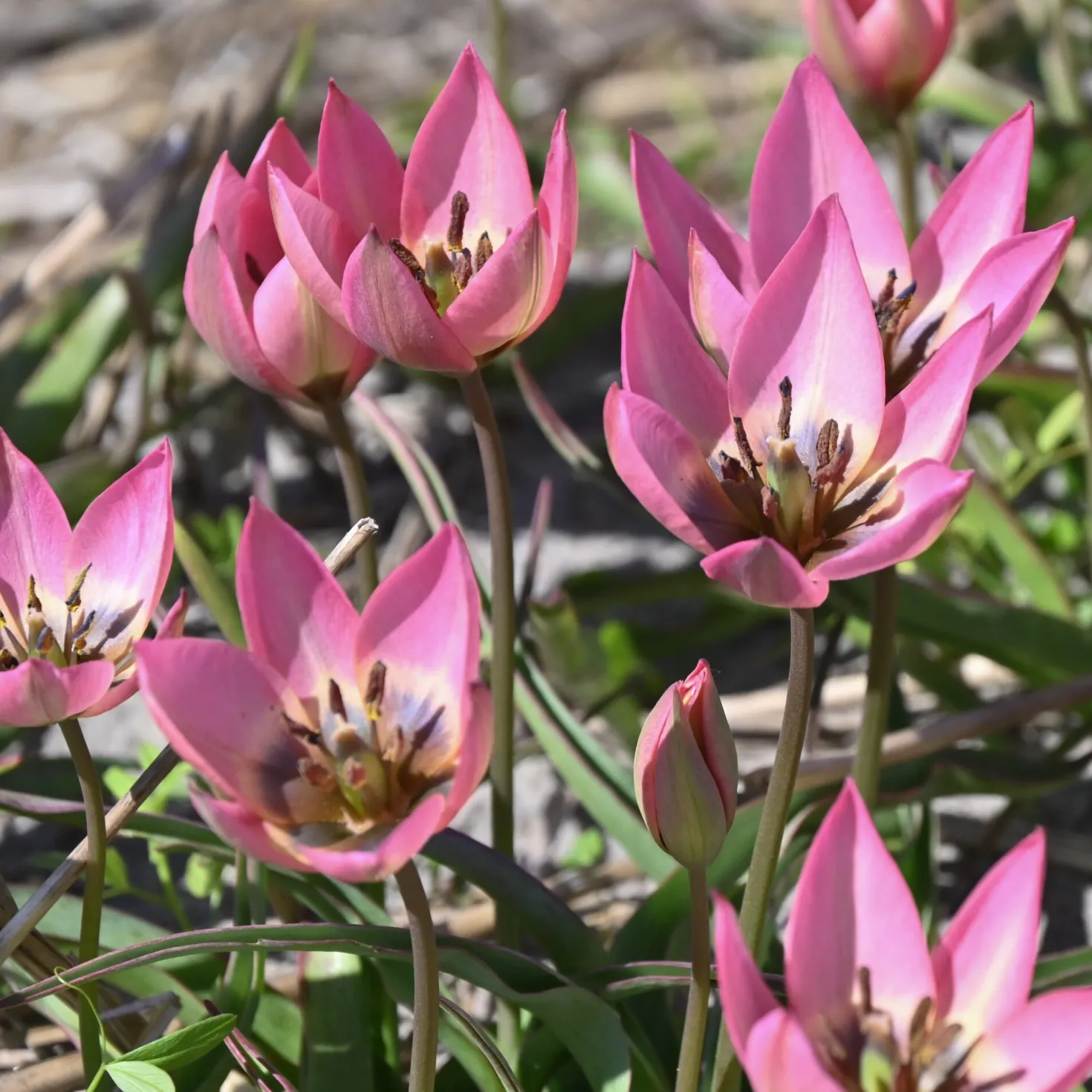 Wildtulpe ’Garden of Clusius‘