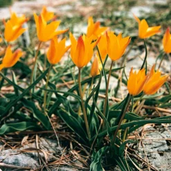 Wildtulpen-Mischung