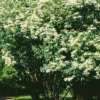 Ziergehölz Bienenbaum