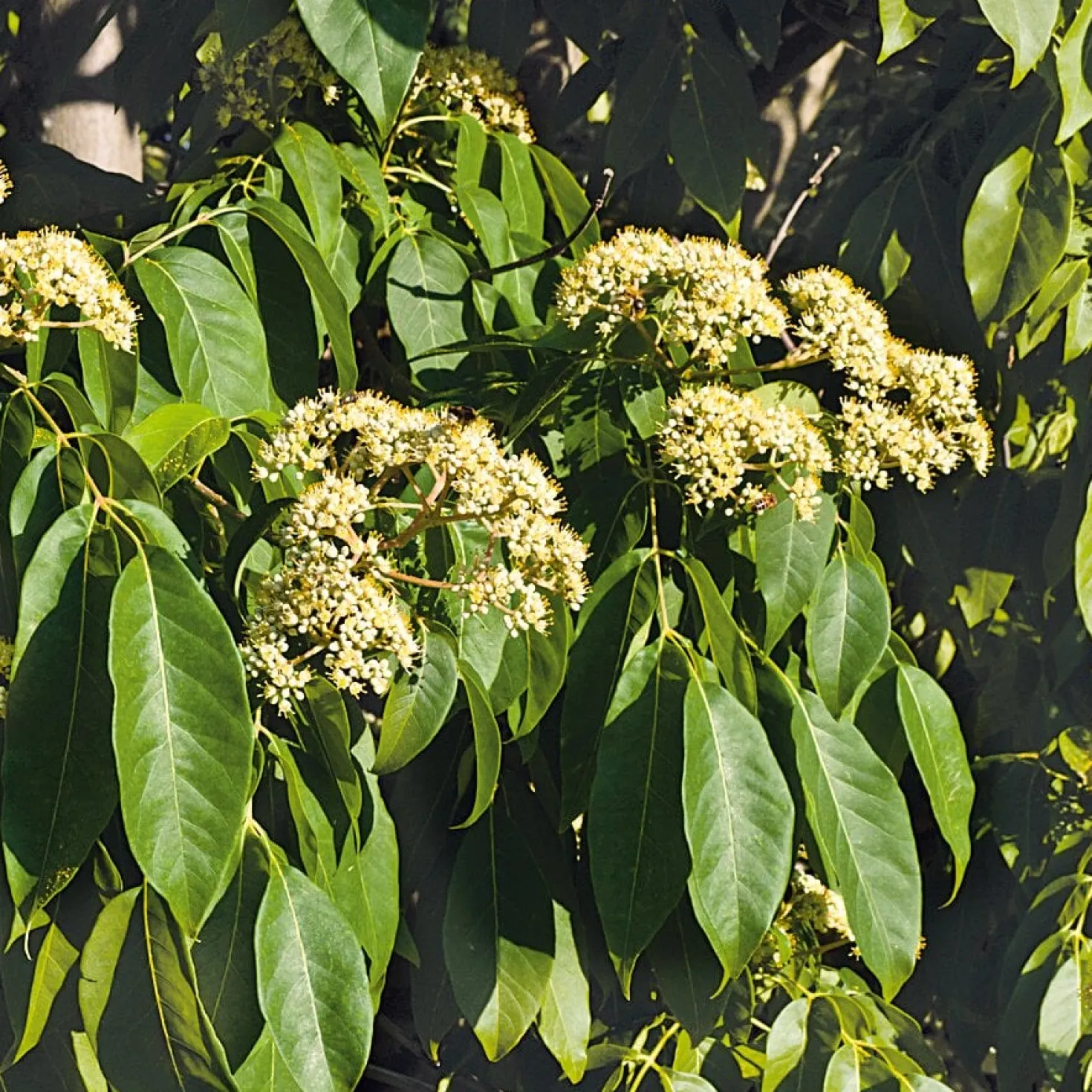 Ziergehölz Bienenbaum