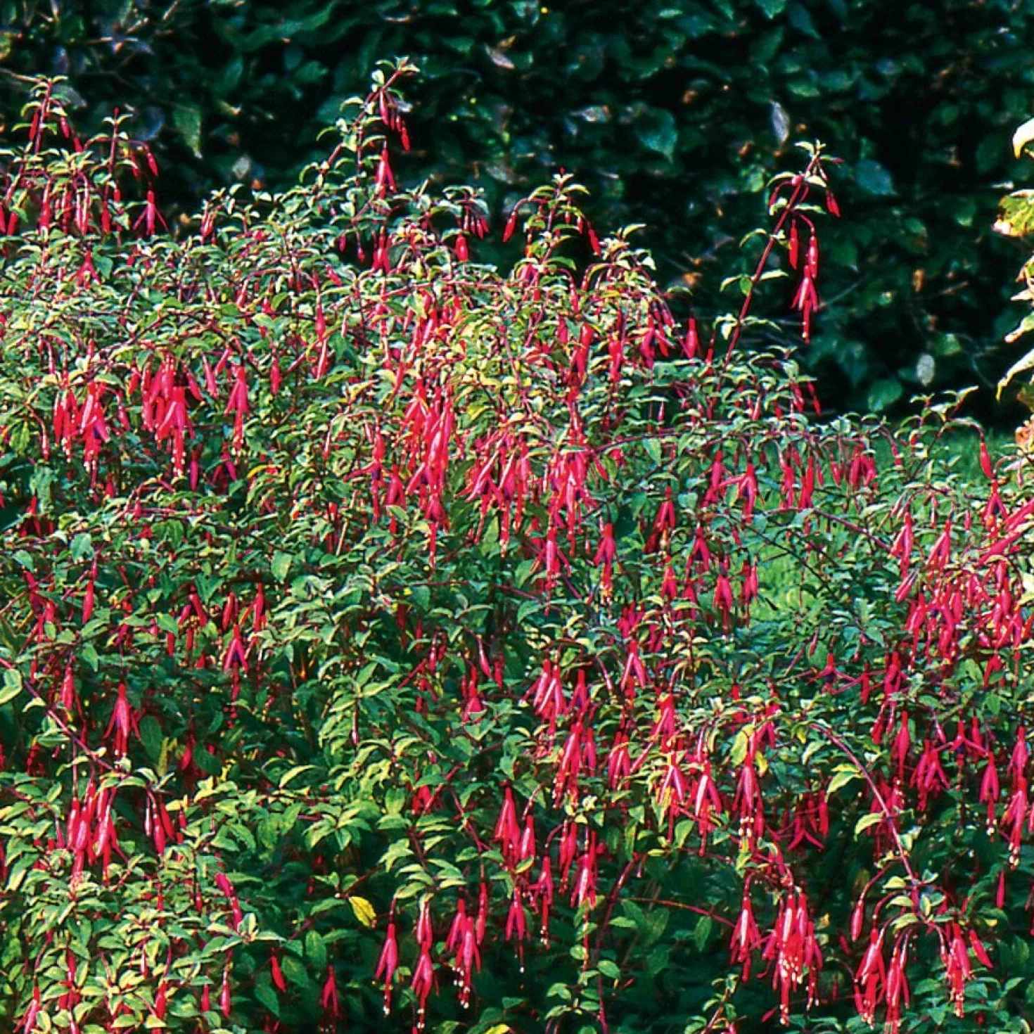 Ziergehölz Winterharte Fuchsie