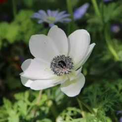 Zwiebelblumen für Blumensträuße