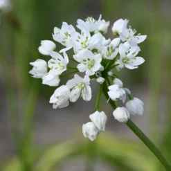 Zwiebelblumen für Blumensträuße